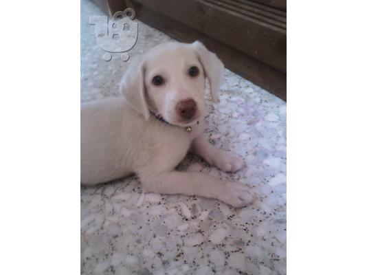 labrador καλλονη